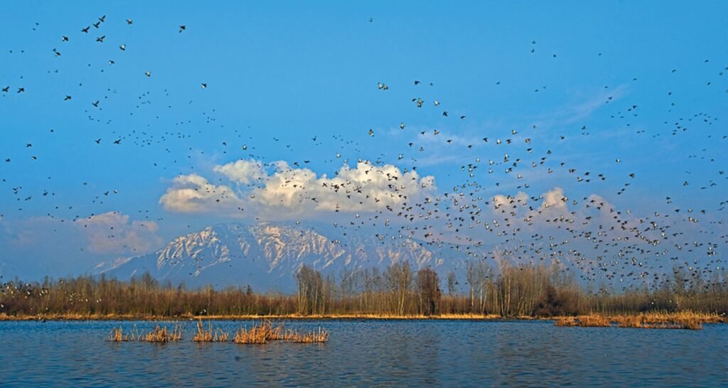 Wetlands And Lakes: Lifelines of Ecology & Survival