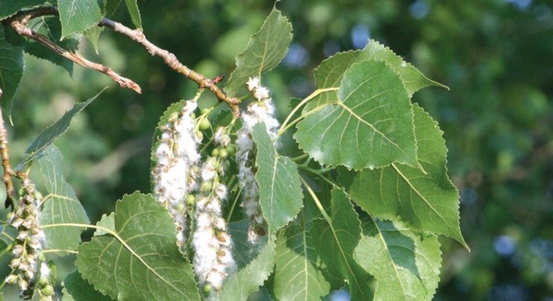 Trees, Allergies and the Right to Clean Air